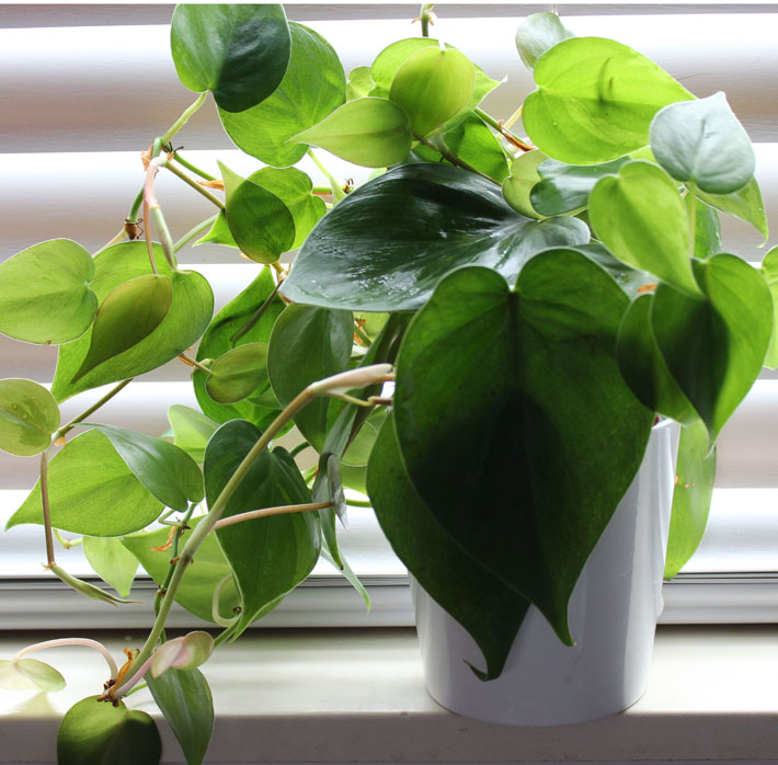 20 Easiest Houseplants You Can Grow