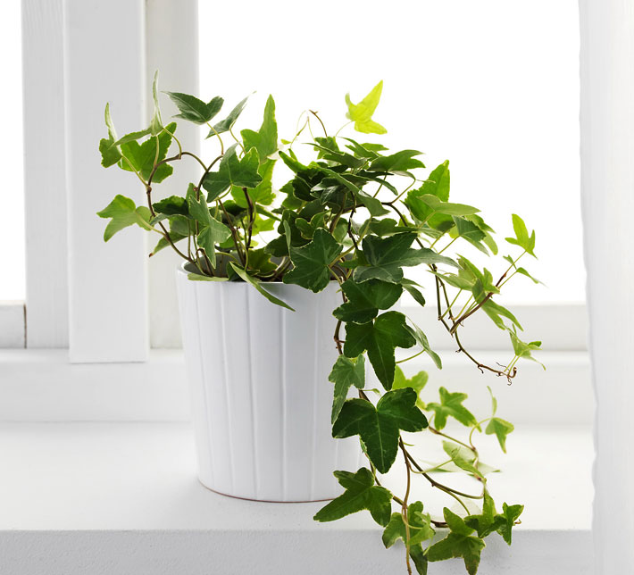 20 Easiest Houseplants You Can Grow