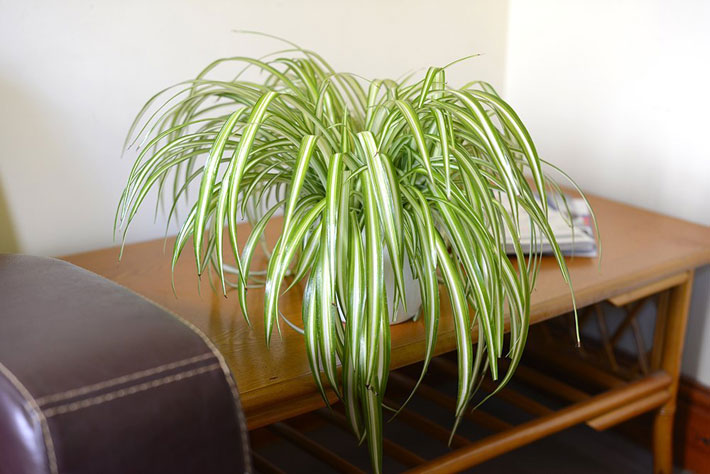 20 Easiest Houseplants You Can Grow