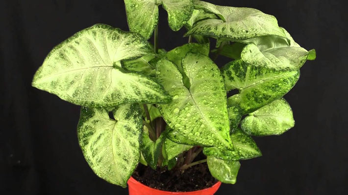 20 Easiest Houseplants You Can Grow