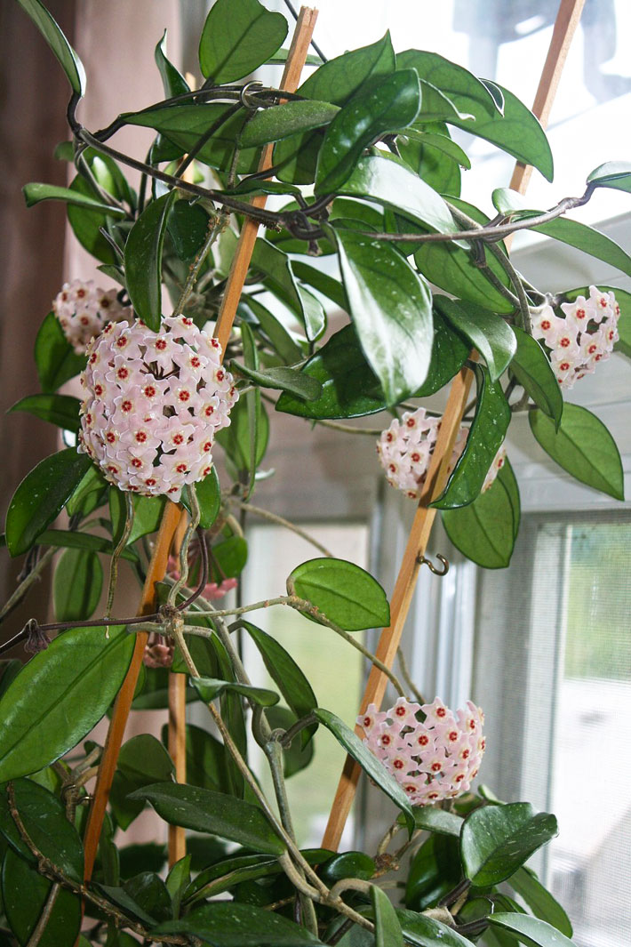 20 Easiest Houseplants You Can Grow