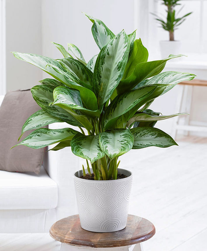 20 Easiest Houseplants You Can Grow