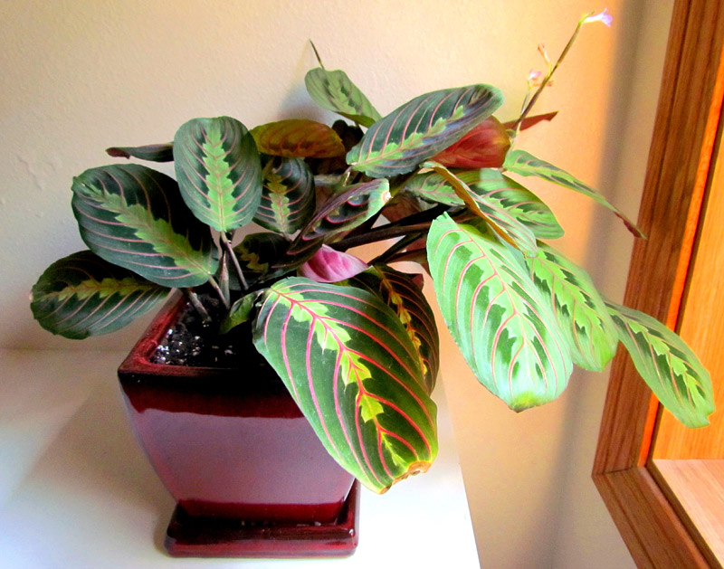 Grow and Care Guide: Beautiful Maranta