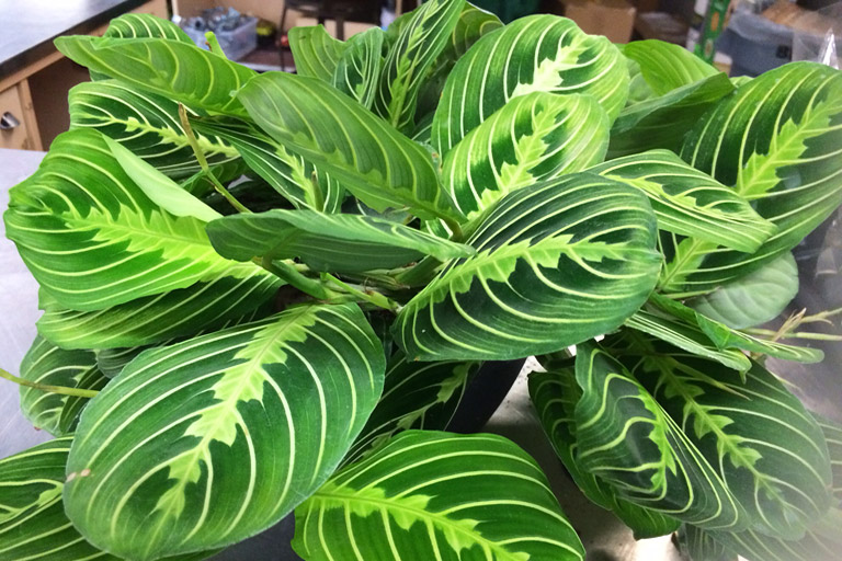 Grow and Care Guide: Beautiful Maranta