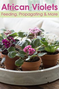 African Violets: Tips For Feeding, Propagating & More