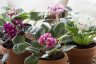 African Violets: Tips For Feeding, Propagating & More