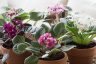 African Violets: Tips For Feeding, Propagating & More