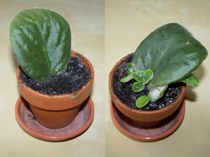 African Violets: Tips For Feeding, Propagating & More