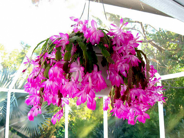 All About Schlumbergera – Christmas Cactus