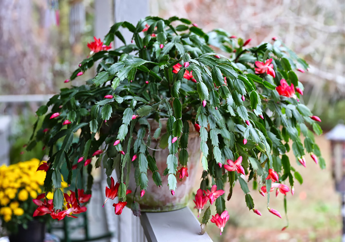 All About Schlumbergera – Christmas Cactus