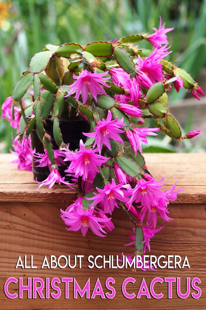 All About Schlumbergera – Christmas Cactus