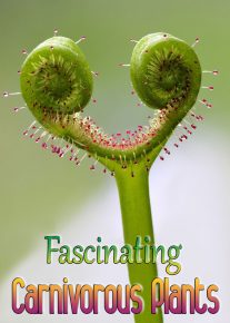 About Fascinating Carnivorous Plants