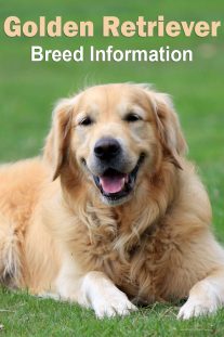 Golden Retriever – Breed Information