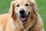 Golden Retriever – Breed Information