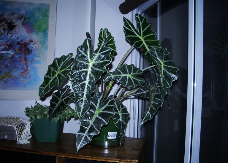 Growing Amazon Elephant's Ear (Alocasia Amazonica)