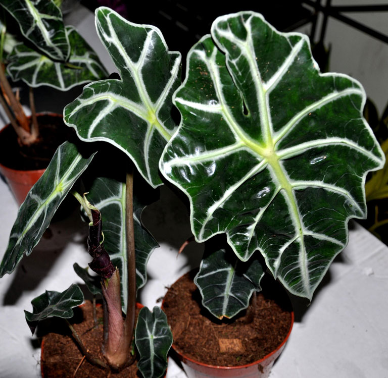 Growing Amazon Elephant's Ear (Alocasia Amazonica)