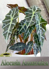 Growing Amazon Elephant's Ear (Alocasia Amazonica)