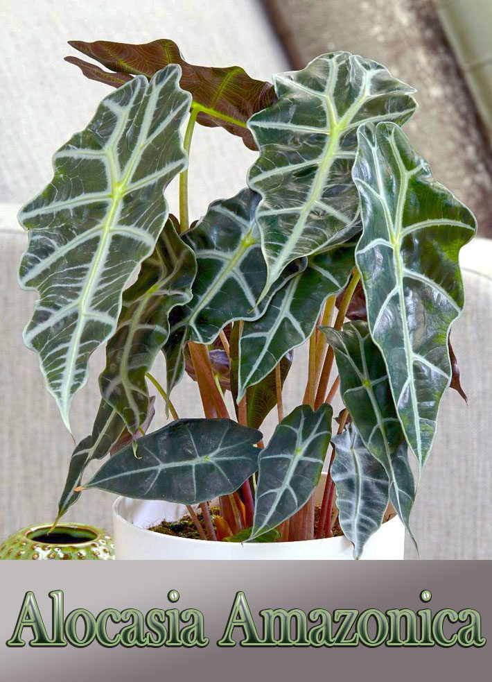 Growing Amazon Elephant’s Ear (Alocasia Amazonica)