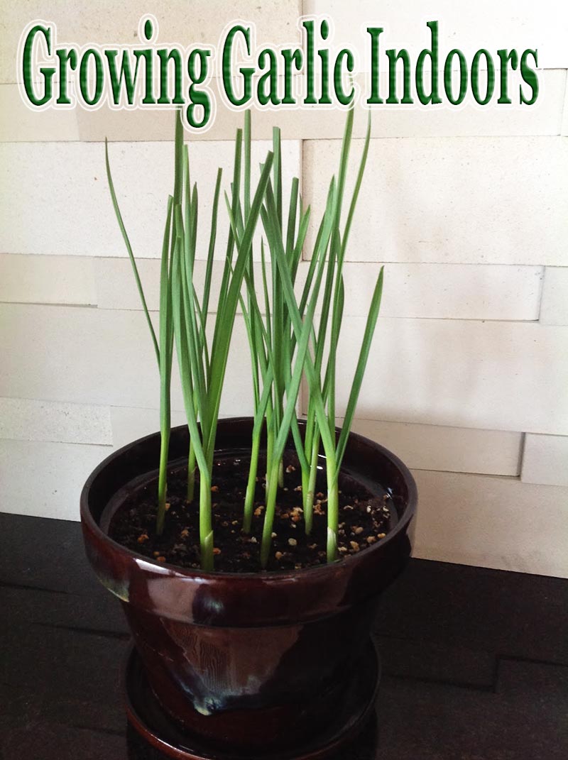 Growing Garlic Indoors