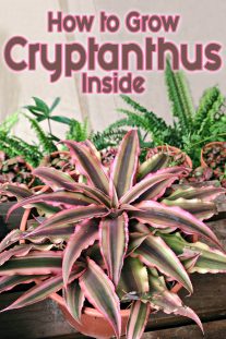 How to Grow Cryptanthus Inside