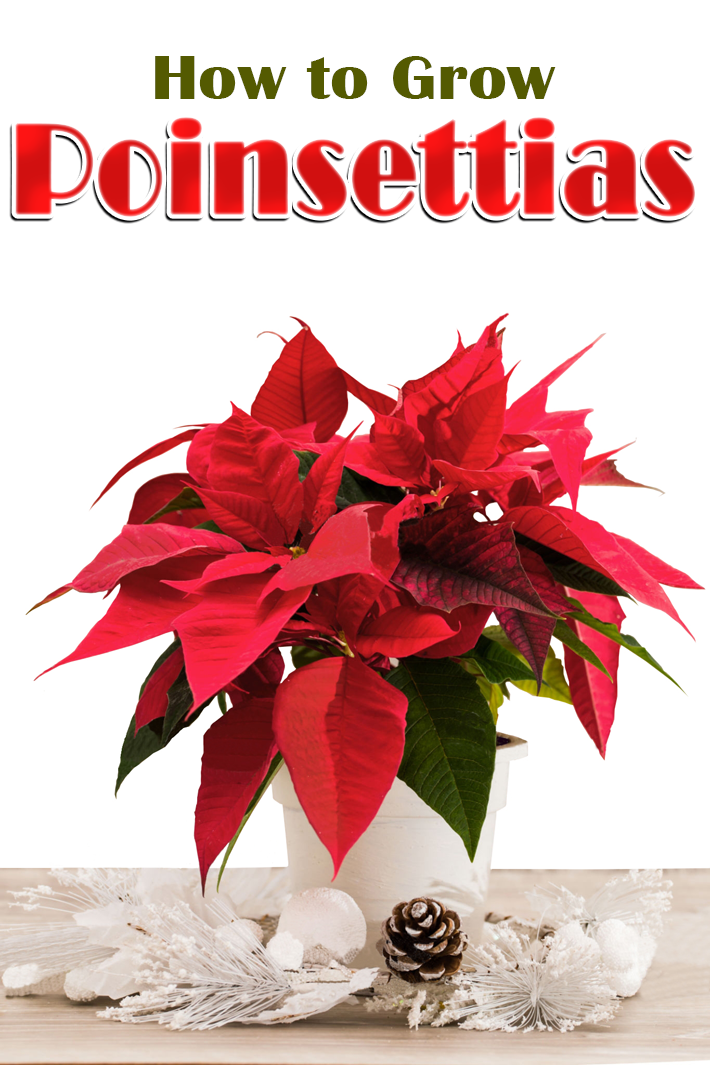 How to Grow Poinsettias