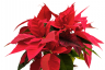 How to Grow Poinsettias