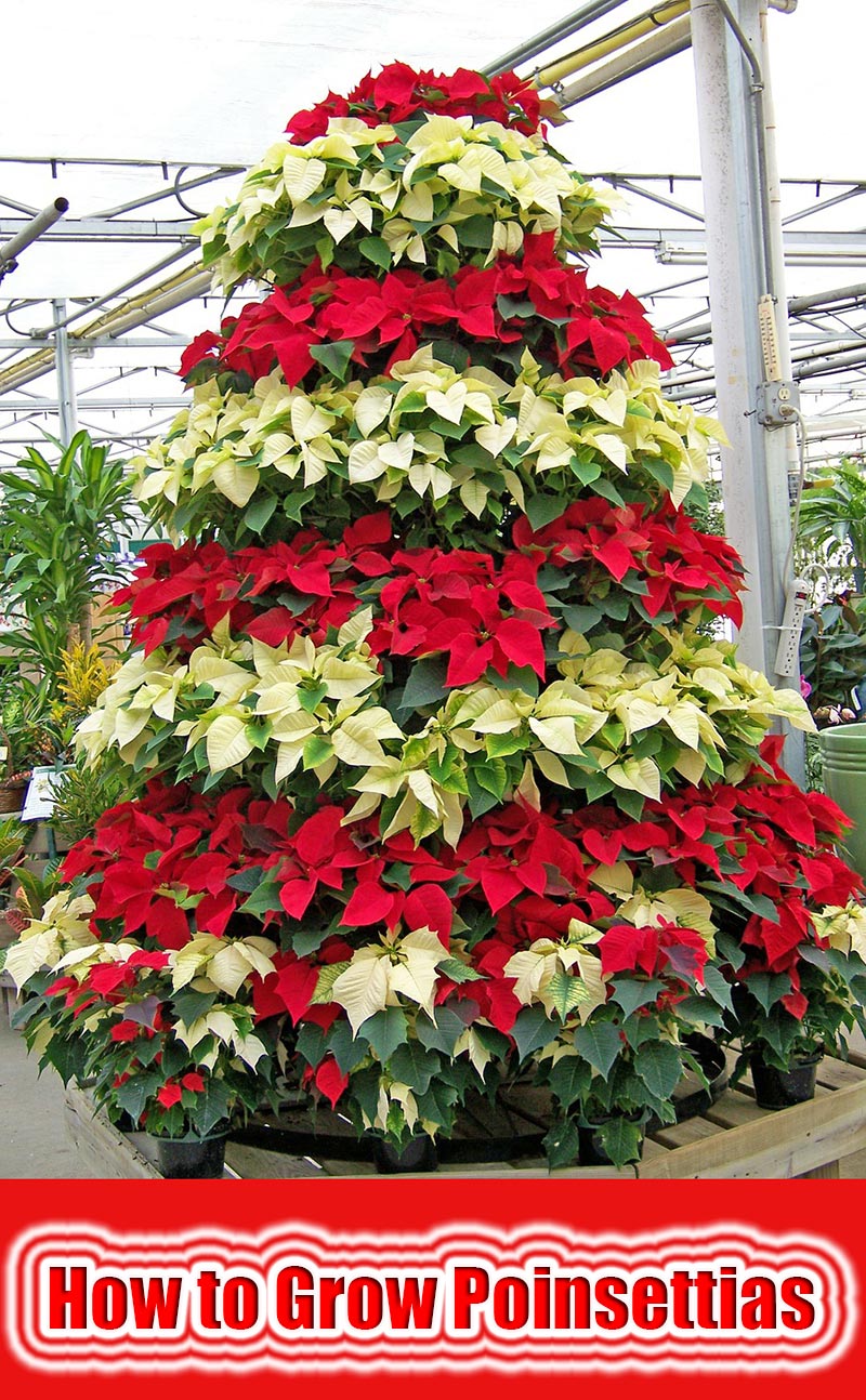 How to Grow Poinsettias