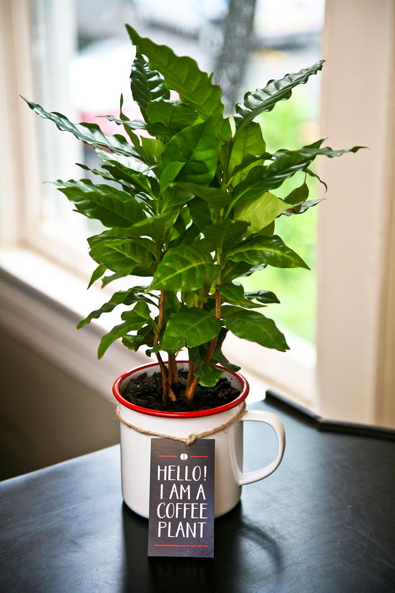 How to Grow a Coffee Plant