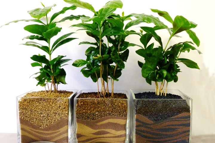 How to Grow a Coffee Plant