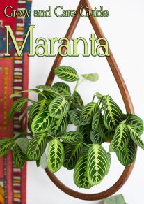 Grow and Care Guide: Beautiful Maranta