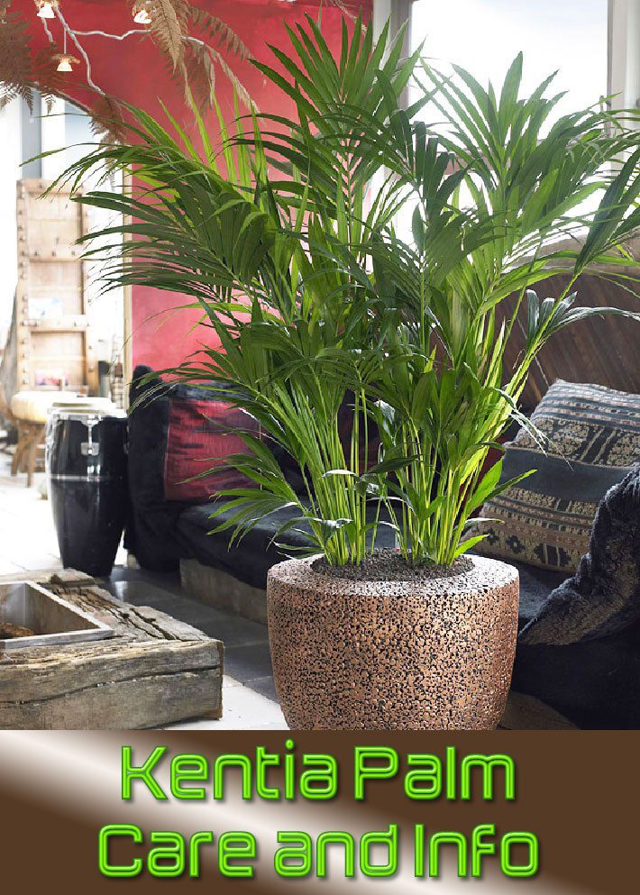 Kentia Palm – Care and Info