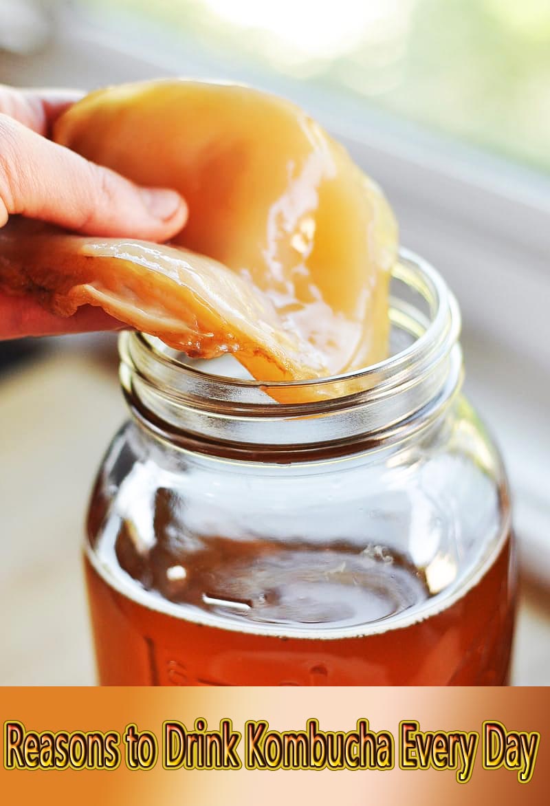Reasons to Drink Kombucha Every Day and How To Make It