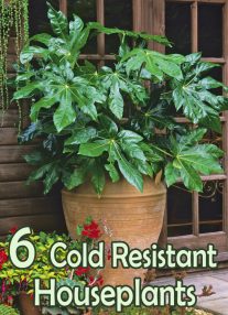 Six Cold Resistant Houseplants 2