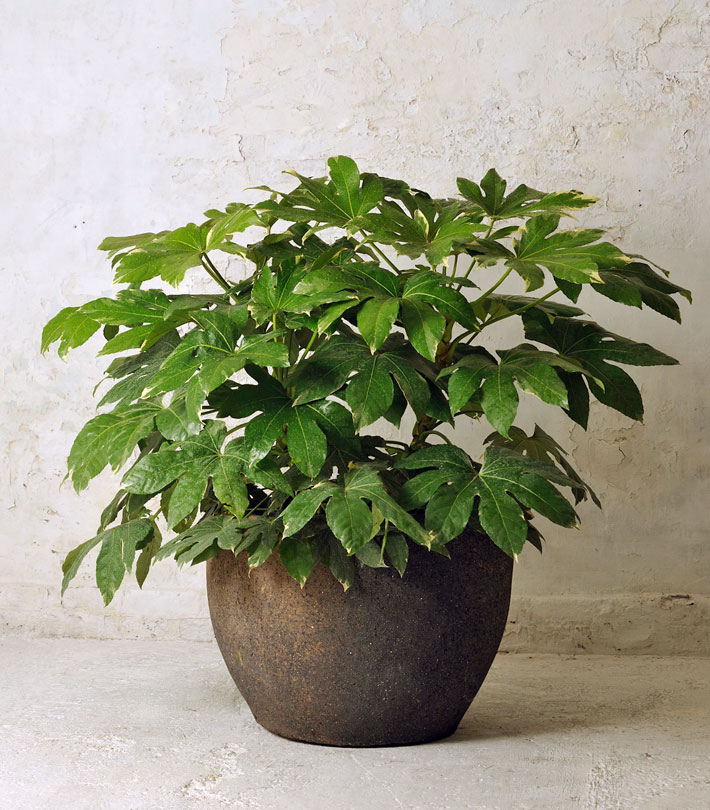 Six Cold Resistant Houseplants