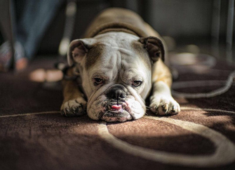 World's Most Gentle Dog Breeds