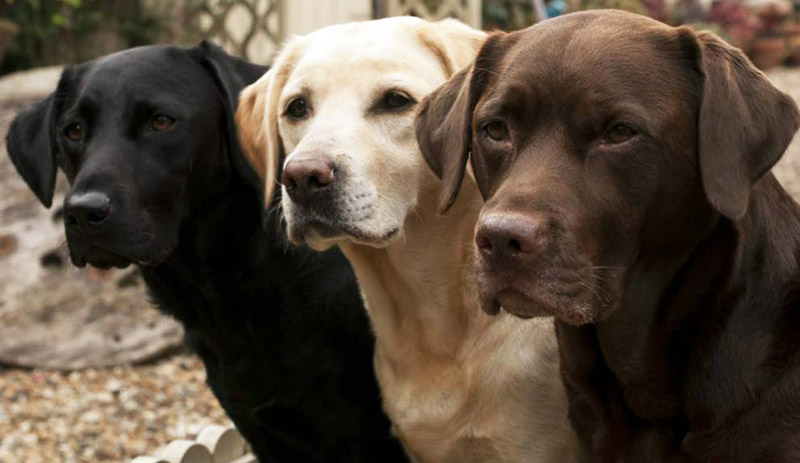 World's Most Gentle Dog Breeds
