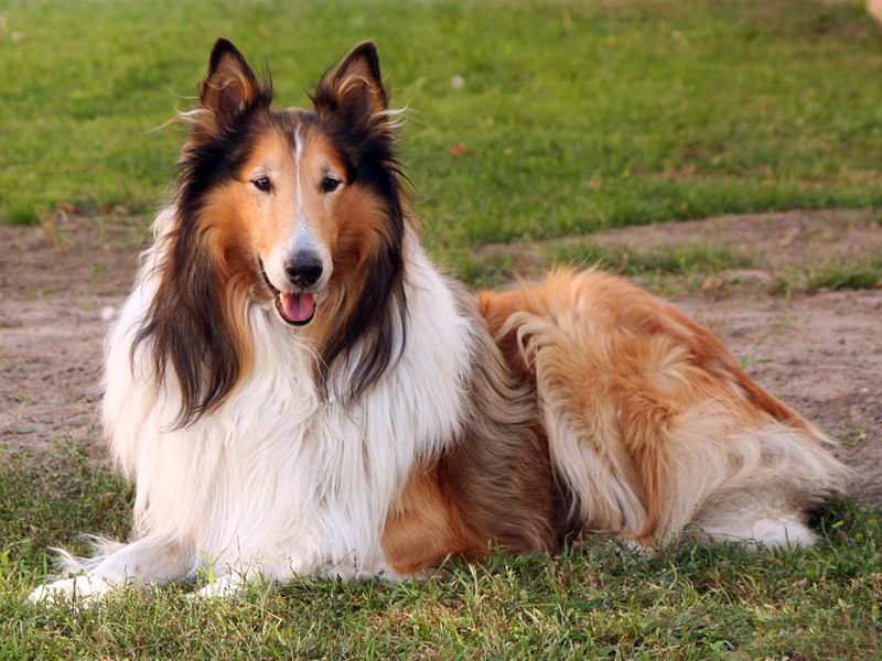 World's Most Gentle Dog Breeds