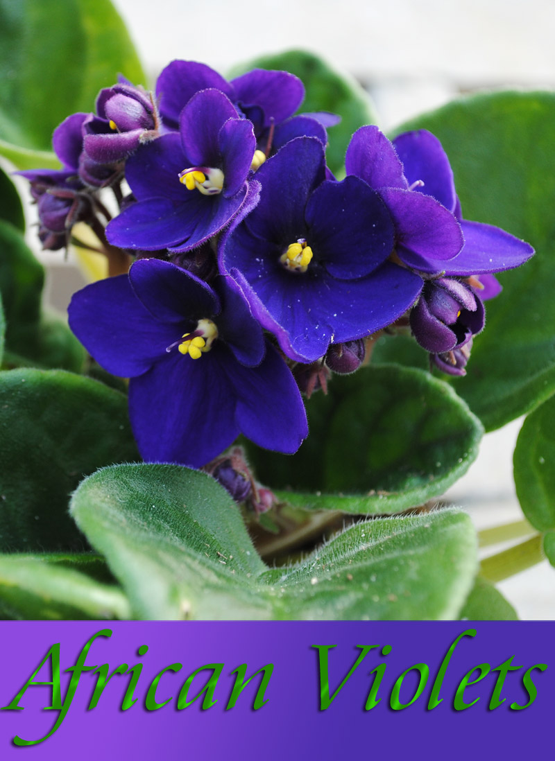 African Violets: Tips For Feeding, Propagating & More
