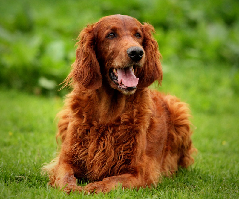 World's Most Gentle Dog Breeds