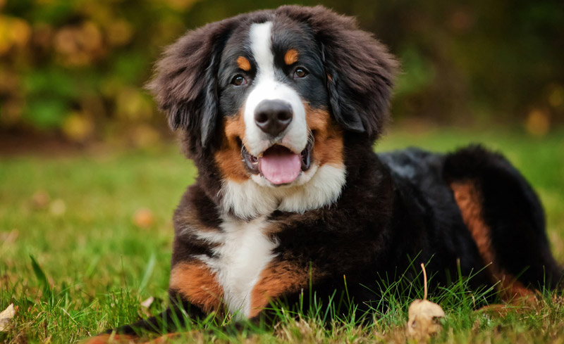 most gentle dog breeds