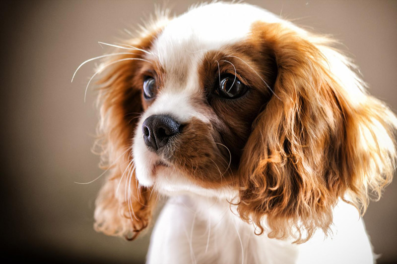 World's Most Gentle Dog Breeds