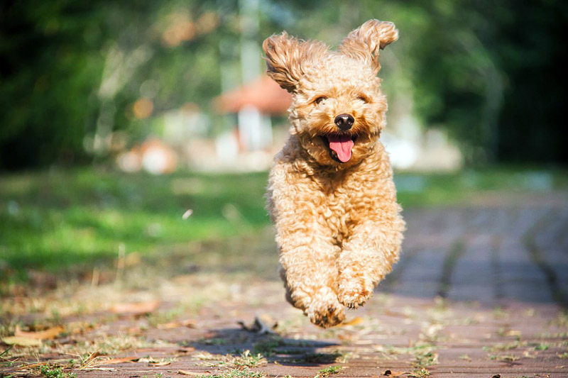 World's Most Gentle Dog Breeds