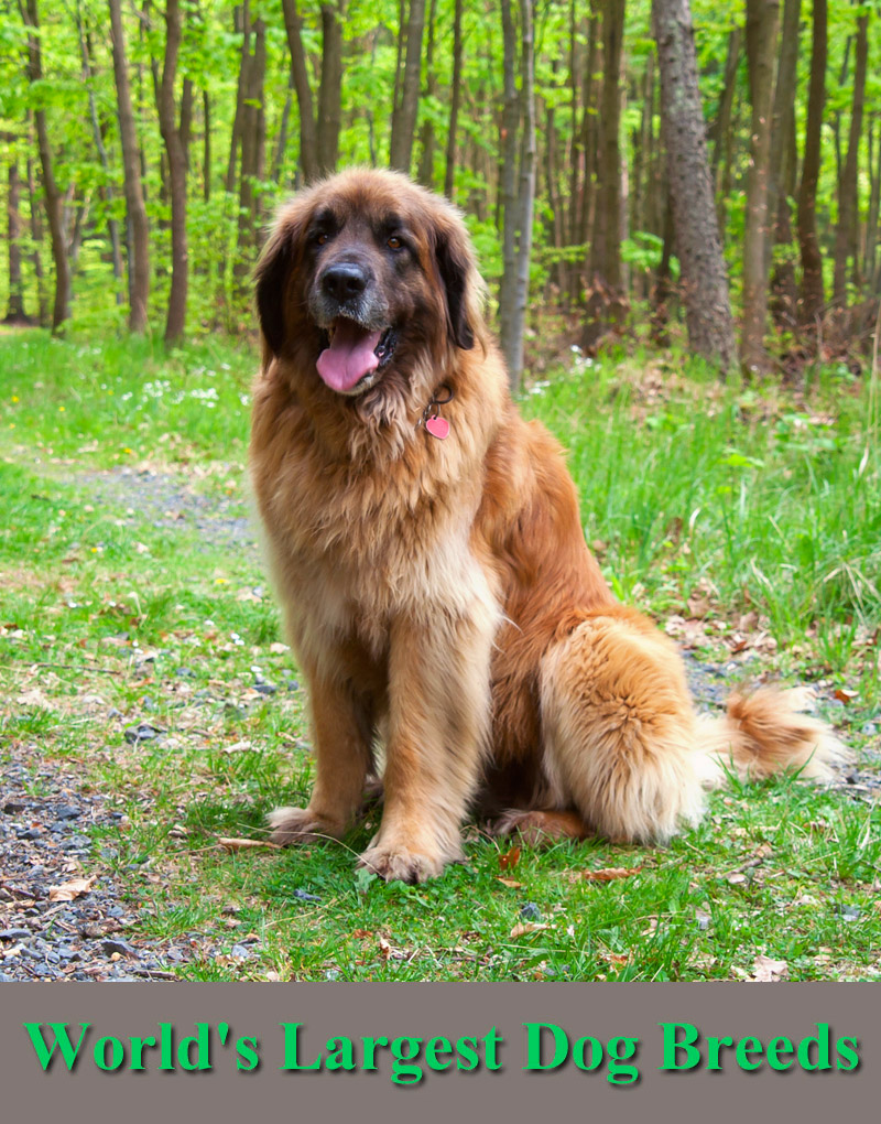 Check Out The World's Largest Dog Breeds