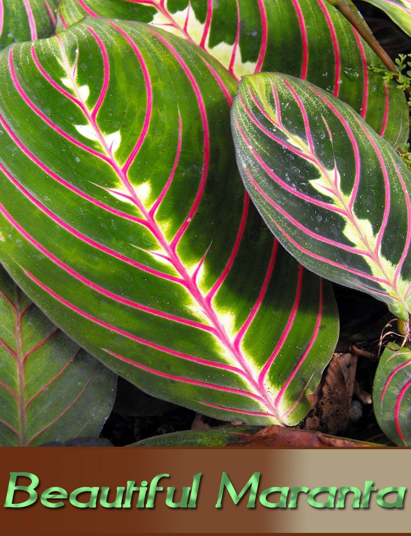 How to Grow and Care for Beautiful Maranta Indoors
