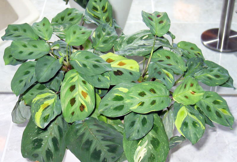 Grow and Care Guide: Beautiful Maranta