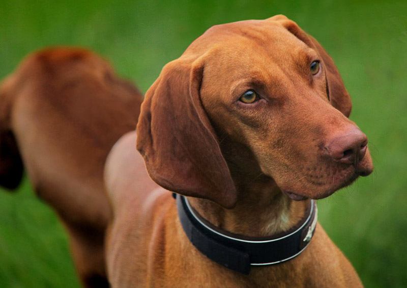 World's Most Gentle Dog Breeds