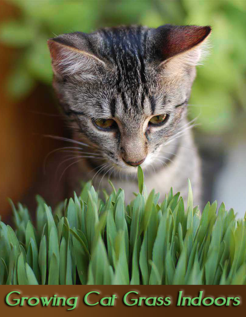 Growing Cat Grass Indoors