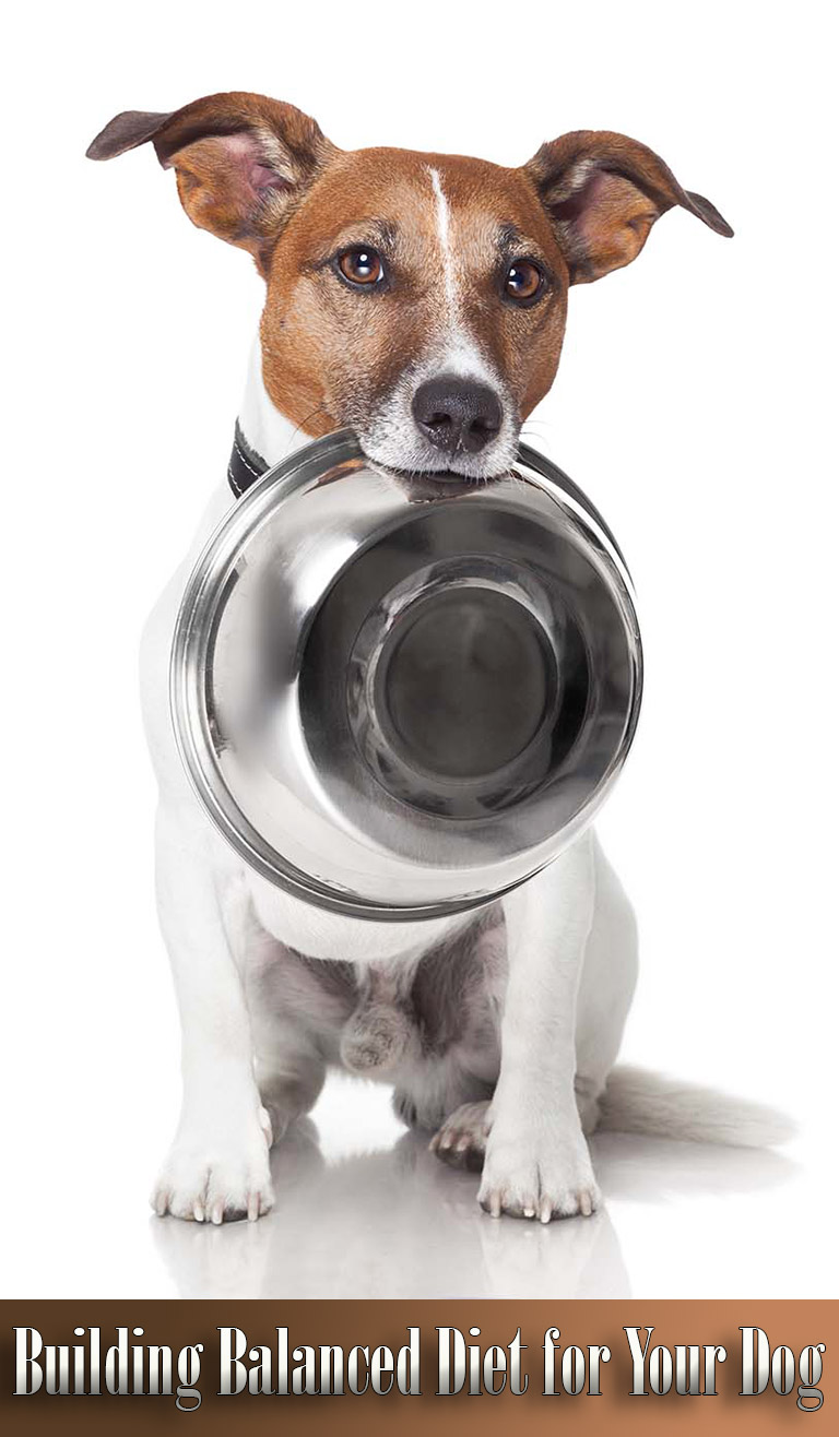 Building Balanced Diet for Your Dog