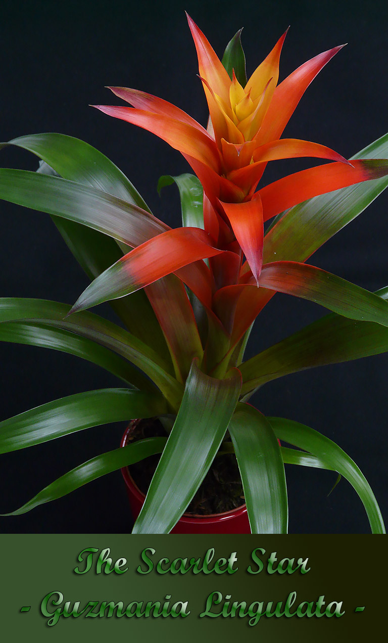 How to Care for the Scarlet Star - Guzmania Lingulata