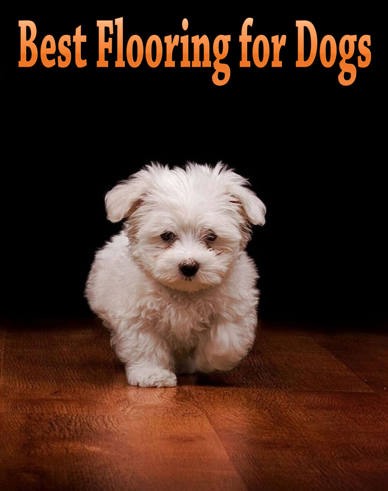 Best Flooring for Dogs